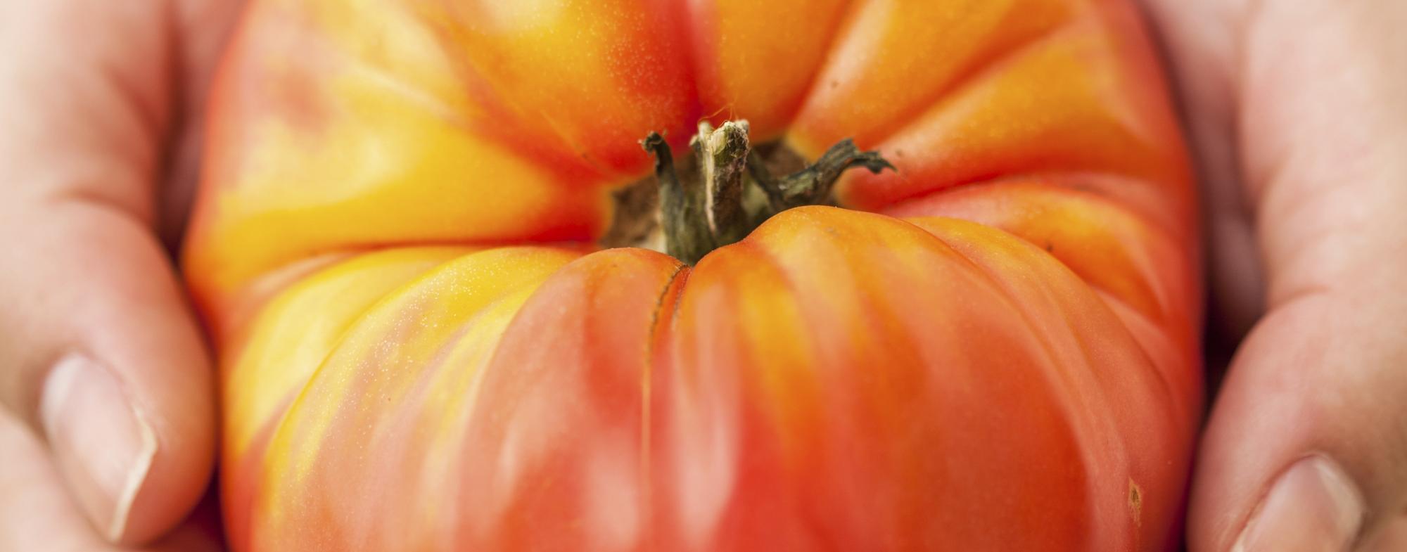 A close-up of an orange-red heirloom tomato held in two hands.